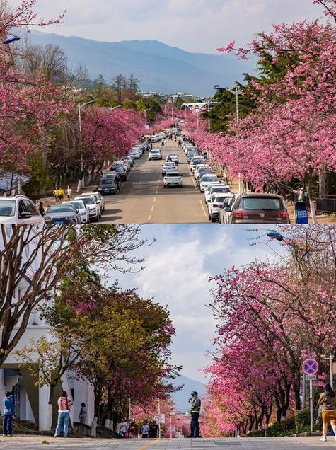 樱花校园隐藏区域图标