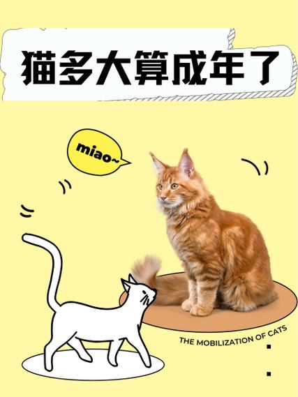 猫咪年龄缩略图