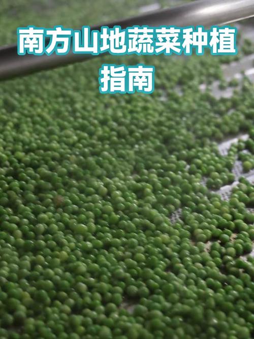 南方山地9月份种什么农作物好呢截图