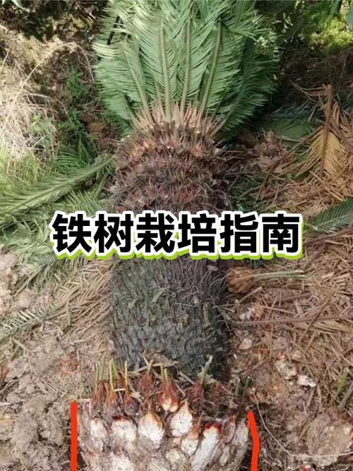 铁树怎样栽成活率高