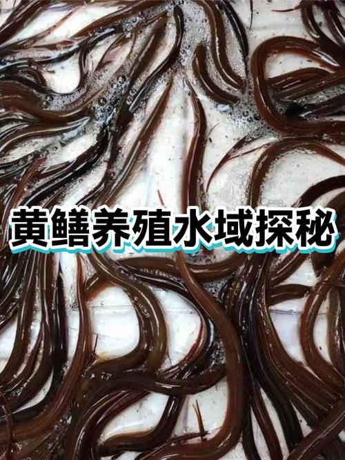 为何黄鳝没人敢养