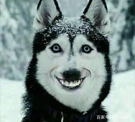 自由幻想 二哈