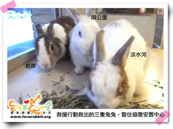 迷你世界迷你兔