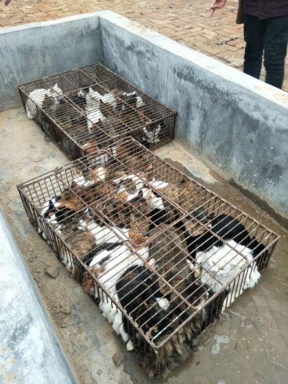 猫咪繁殖养殖场图标