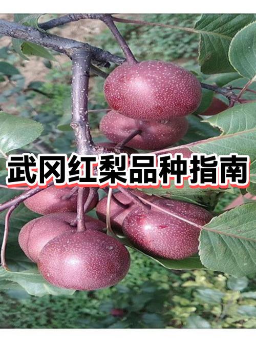 目前种植红梨什么品种好一点截图