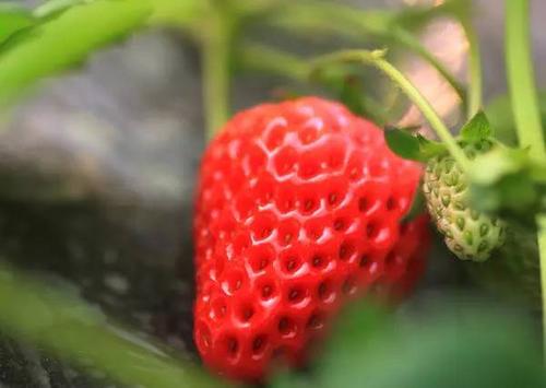 成都百安草莓官网截图