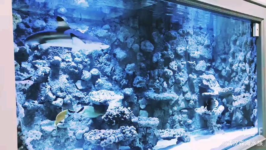 养鲨鱼的海缸要多少钱缩略图