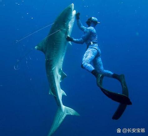 鲨鱼保护人类图标