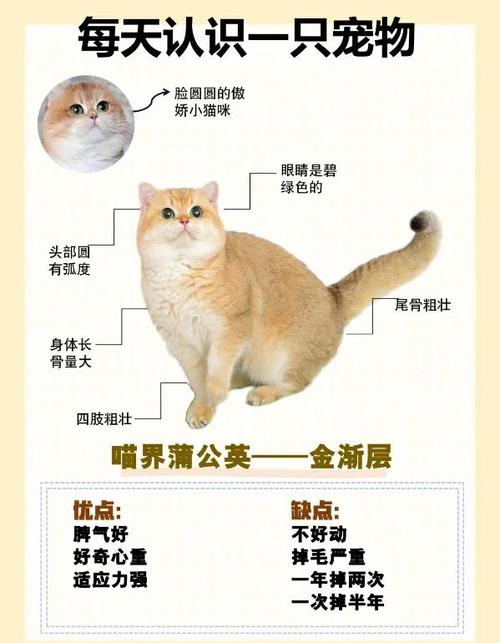 金渐层多少钱?