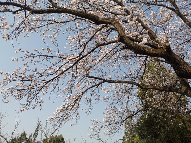 醉在春天唯美句子截图