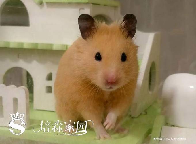 老鼠可爱图片 萌宠缩略图