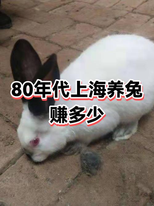 养殖宠物兔赚钱吗截图