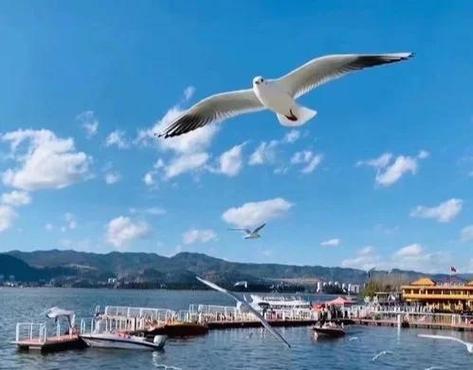 海鸥的寿命一般多少年
