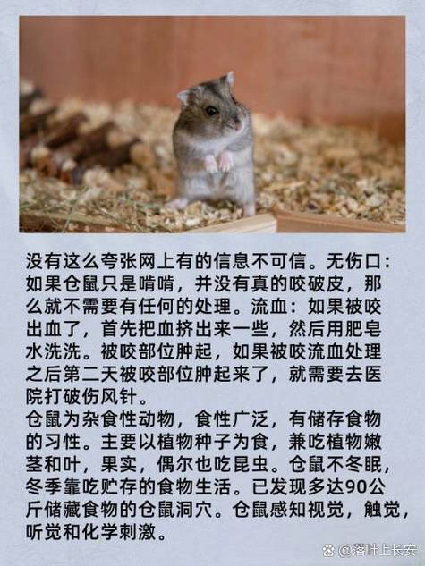 仓鼠被其他仓鼠咬伤会自愈吗缩略图