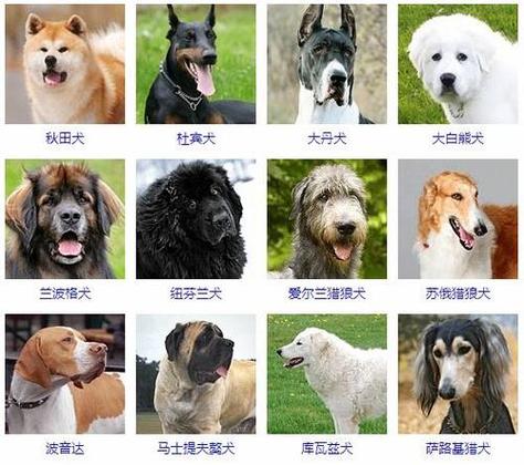 宠物狗的品种及价格表缩略图