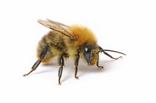 bumblebee什么意思