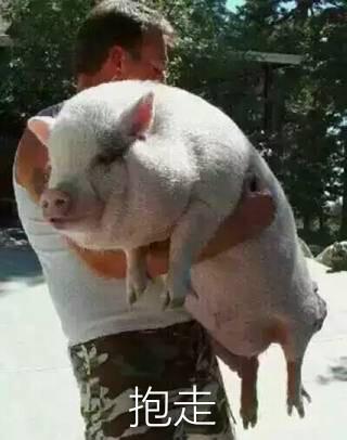 抱不住的猪表情包gif游戏截图