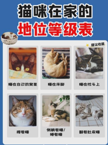 猫的等级划分图片