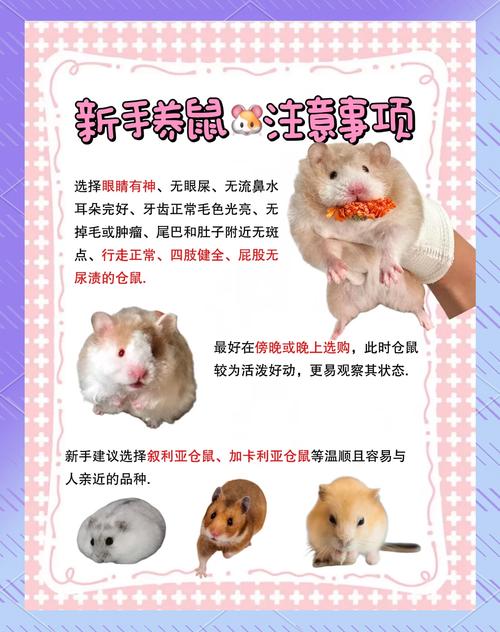 仓鼠放养半个月可以吗游戏截图