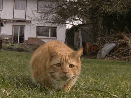 猫身上一抖一抖的抽搐图标