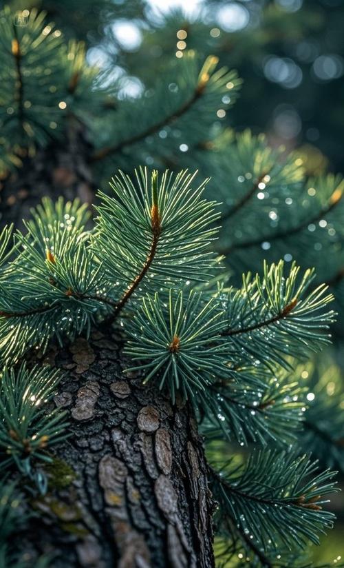 松树下可以种植什么植物截图