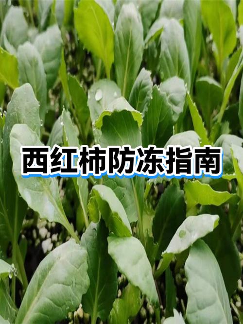 冻西红柿有致癌物吗截图