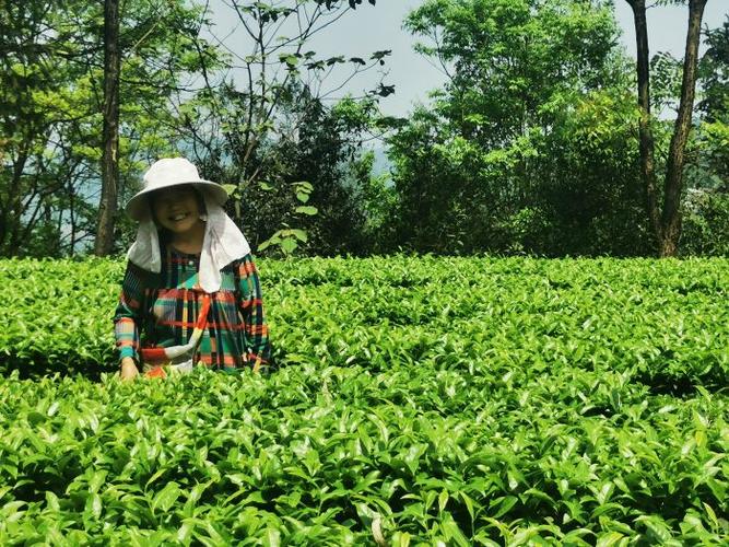 幸福茶园赚钱正版