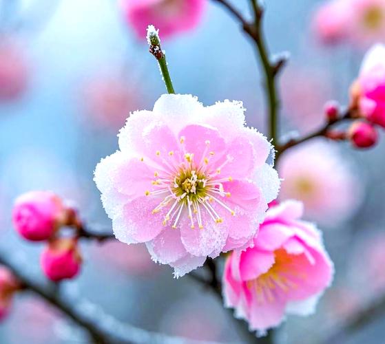 梅花长啥样