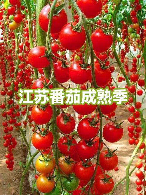 番茄成熟的季节缩略图