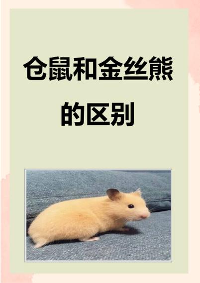 金丝熊比仓鼠聪明吗