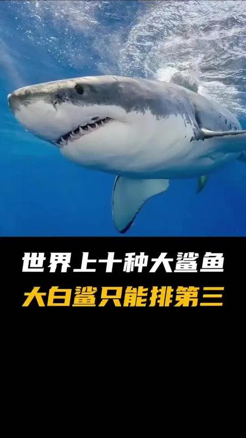 鲨鱼最新视频缩略图