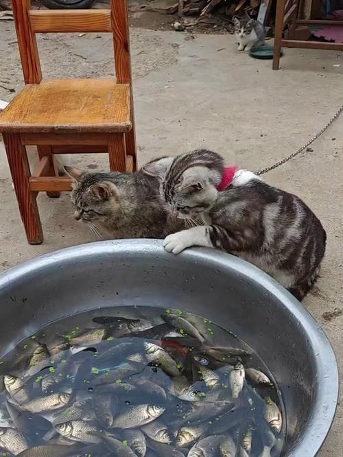 淼淼(父女)爱吃鱼的猫图标
