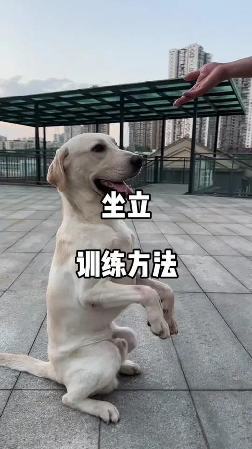训犬视频大全免费观看截图