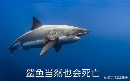 鲨鱼死掉叫什么缩略图