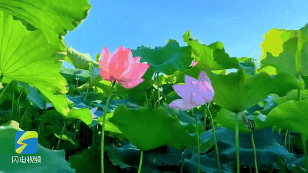 荷花动态视频背景