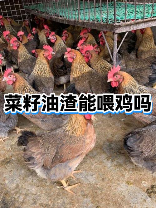 油菜籽可以直接喂鸡吗游戏截图