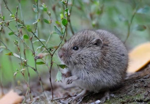 老鼠mouse和rat的区别缩略图