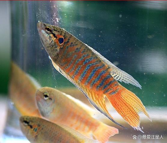 斗鱼不吃不喝能活几天缩略图