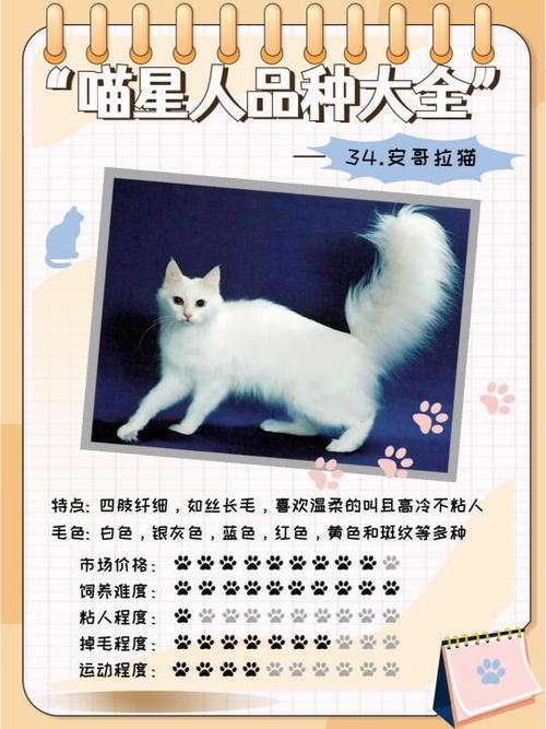 猫霸气高冷到爆的名字