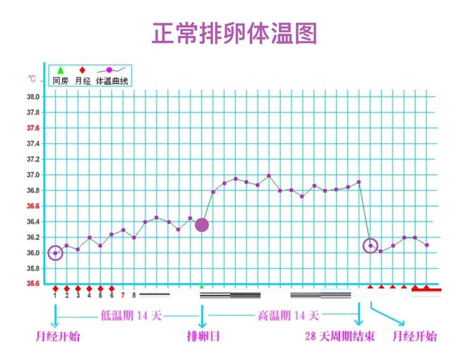 女性基础体温表格截图