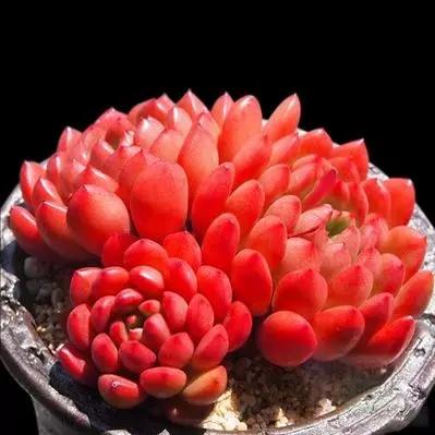 红宝石绿植图片截图