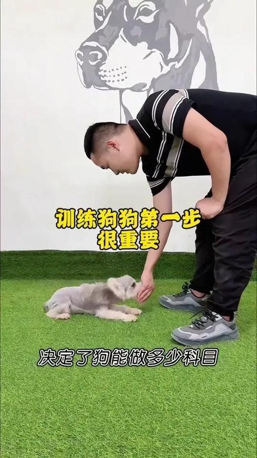 狗狗训练技巧图标