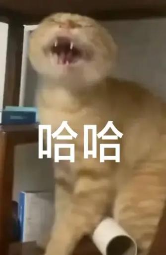 猫和老鼠表情包