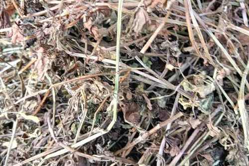 透骨消和连钱草一样吗截图