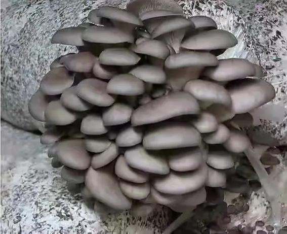 蘑菇t3
