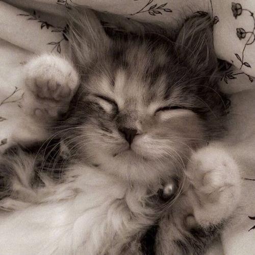 猫头像可爱图标