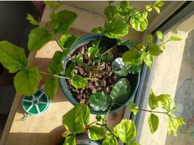 花肥浇多了花打蔫儿怎么办