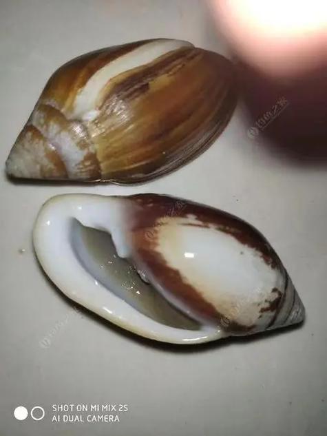 僵尸鹦鹉螺截图