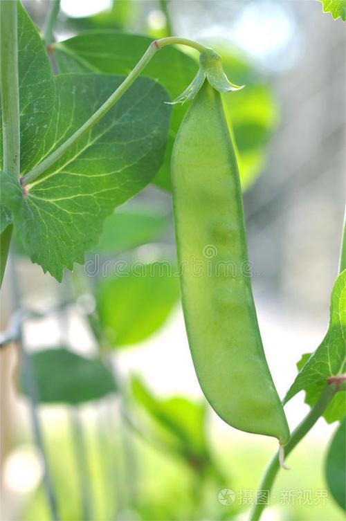 豌豆荚首页