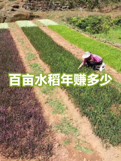100亩水稻一年利润游戏截图